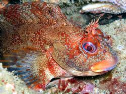 one proud tompot blenny . waterford ireland by Jamie Malone 